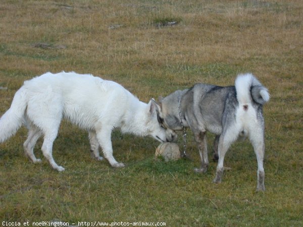 Photo de Husky siberien