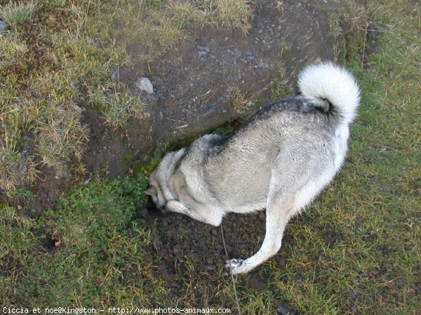 Photo de Husky siberien