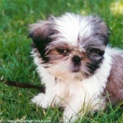 Photo de Shih tzu