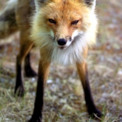 Photo de Renard