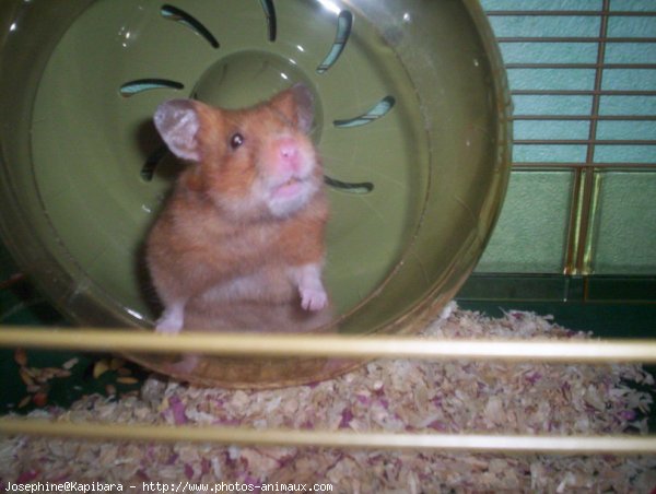 Photo de Hamster