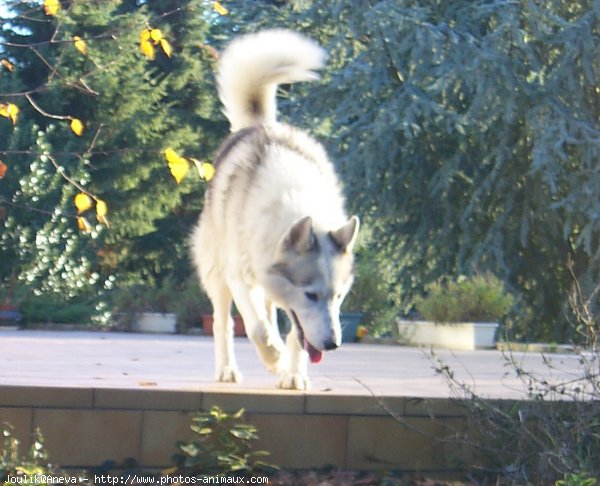 Photo de Husky siberien