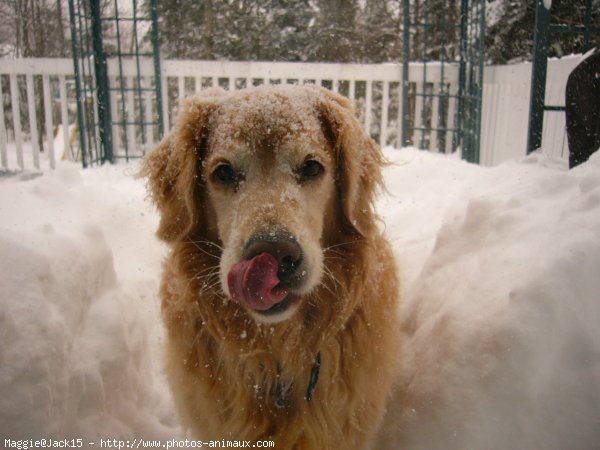 Photo de Golden retriever