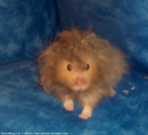 Photo de Hamster