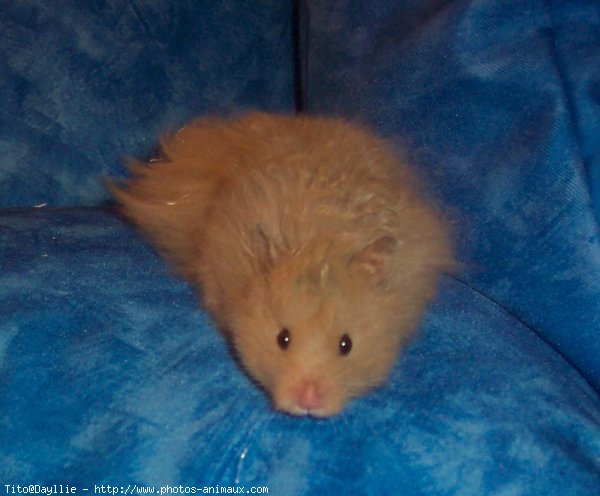 Photo de Hamster