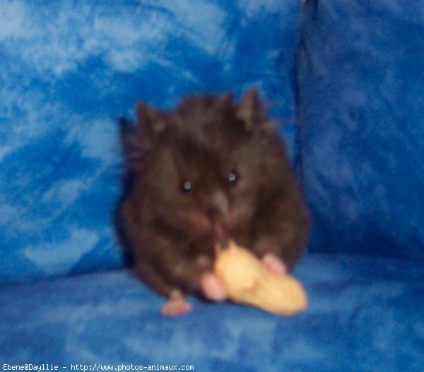 Photo de Hamster