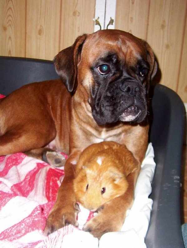 Photo de Boxer