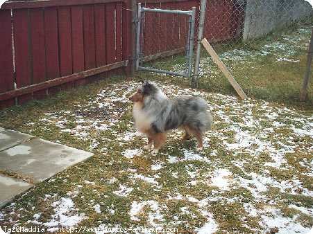 Photo de Chien de berger des shetland