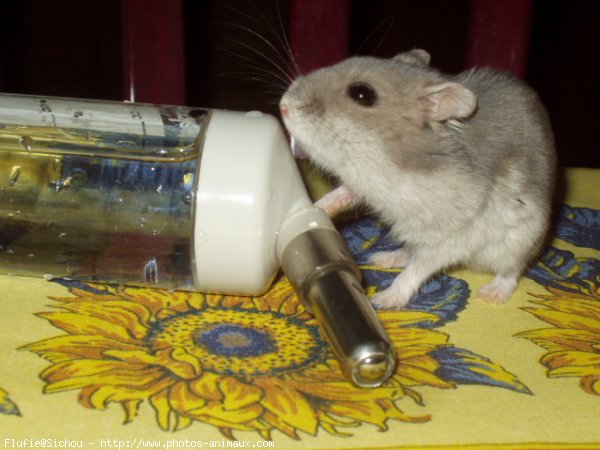 Photo de Hamster