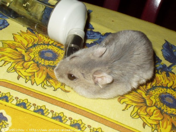 Photo de Hamster