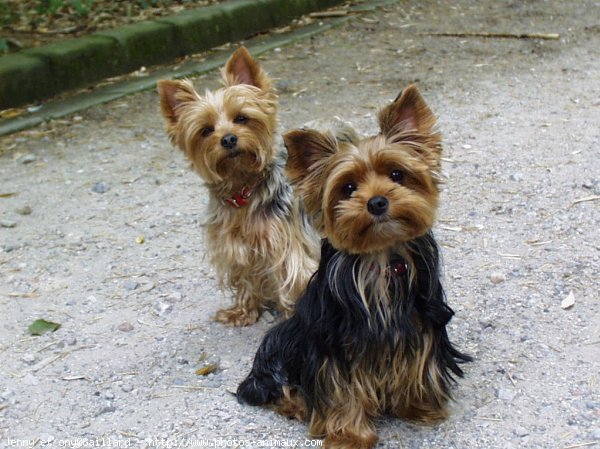 Photo de Yorkshire terrier