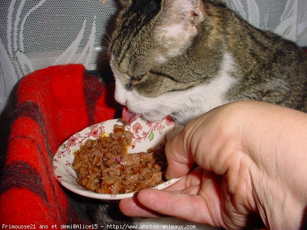 Photo de Chat domestique