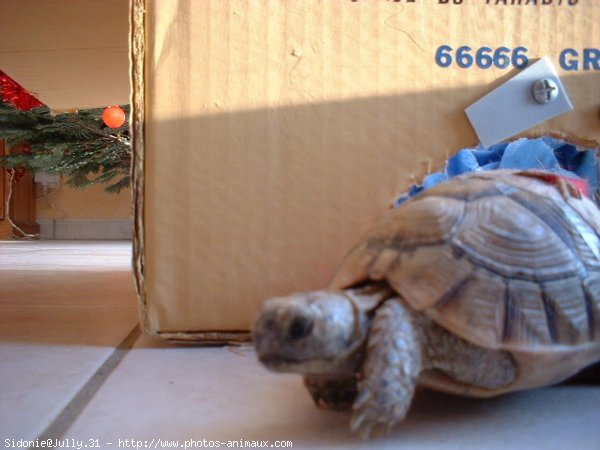 Photo de Tortue