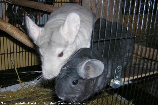 Photo de Chinchilla