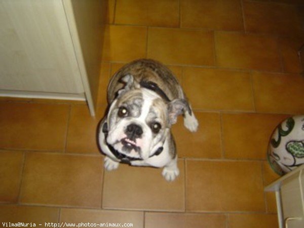 Photo de Bulldog