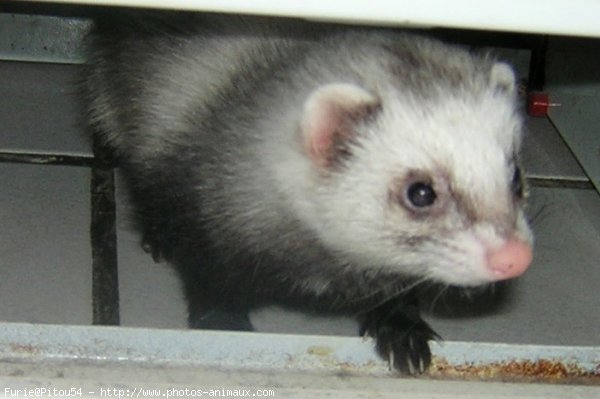 Photo de Furet