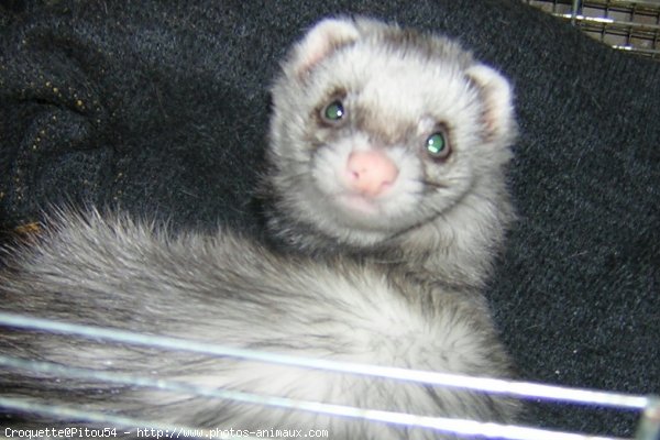 Photo de Furet