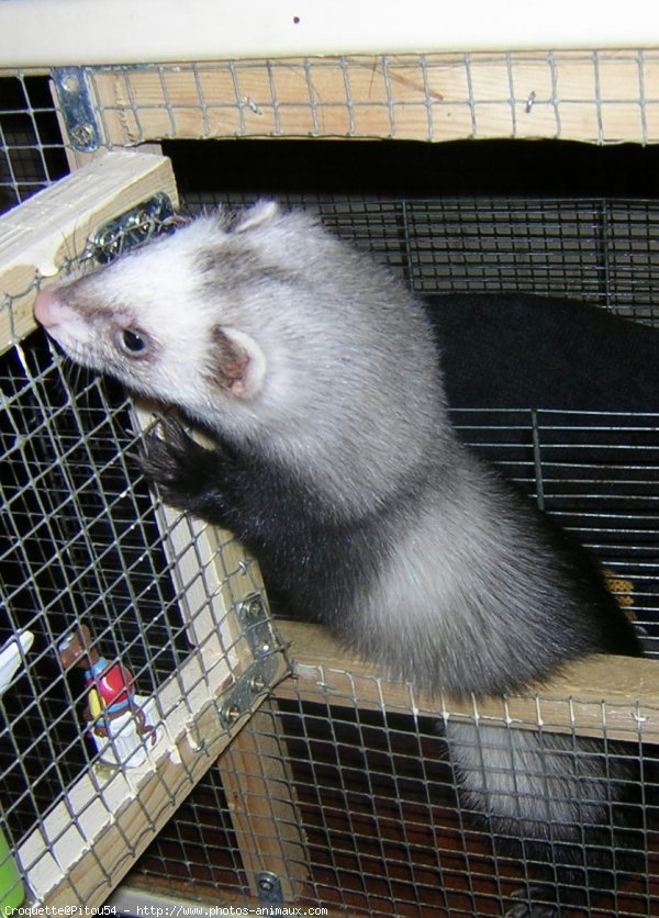 Photo de Furet