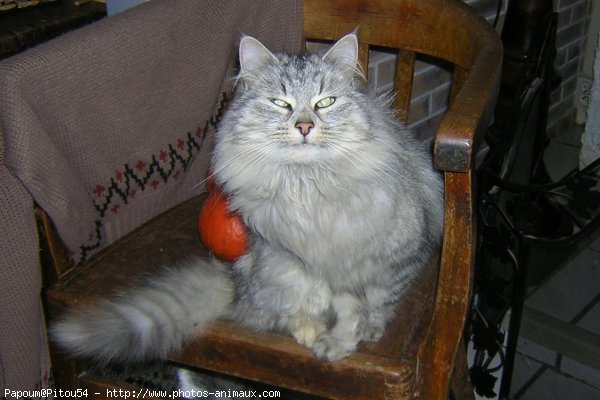 Photo de Chat domestique