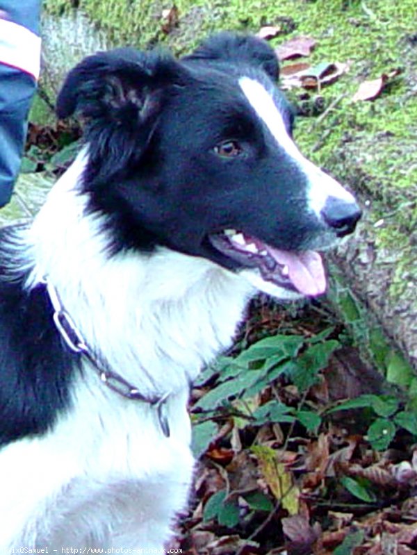 Photo de Border collie