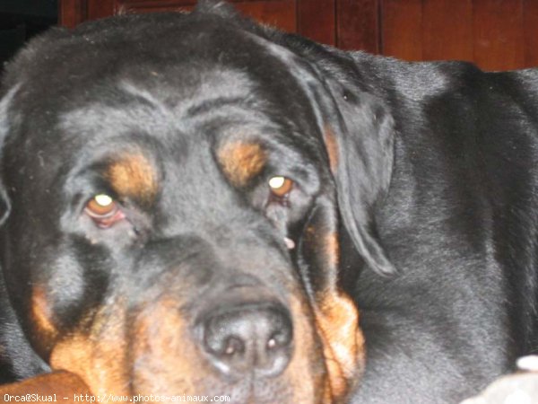 Photo de Rottweiler