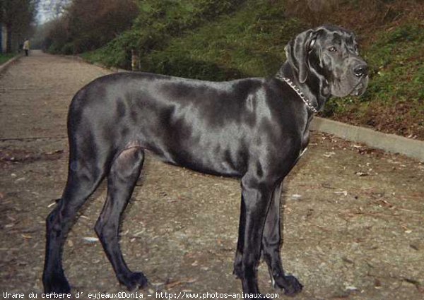 Photo de Dogue allemand