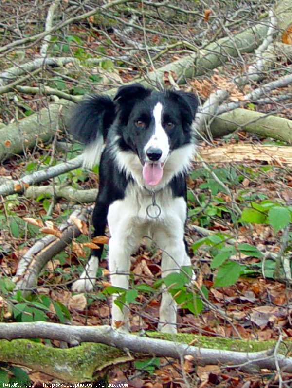 Photo de Border collie