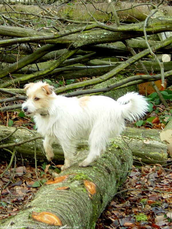 Photo de Jack russell terrier