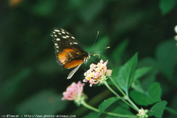 Photo de Papillon