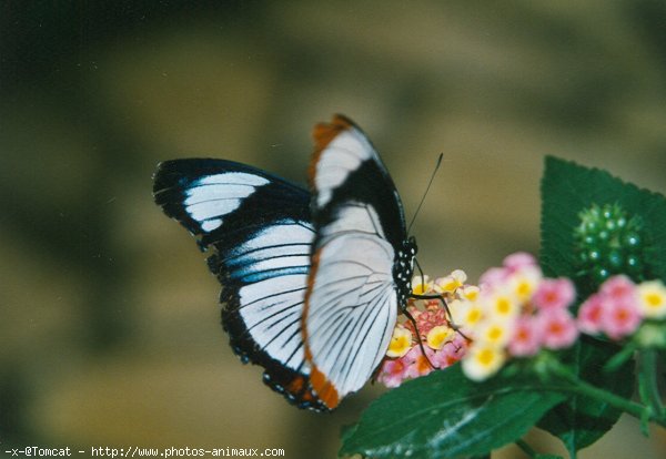 Photo de Papillon