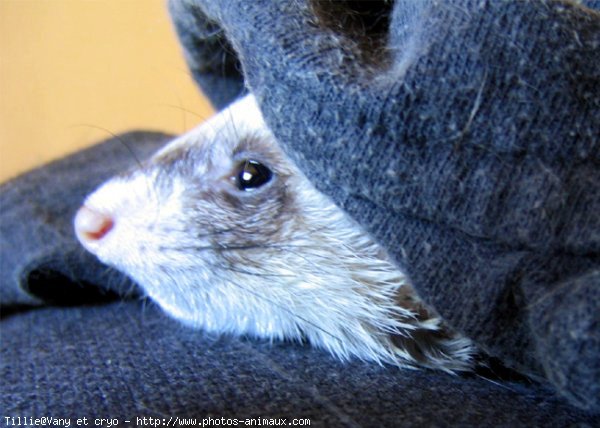 Photo de Furet