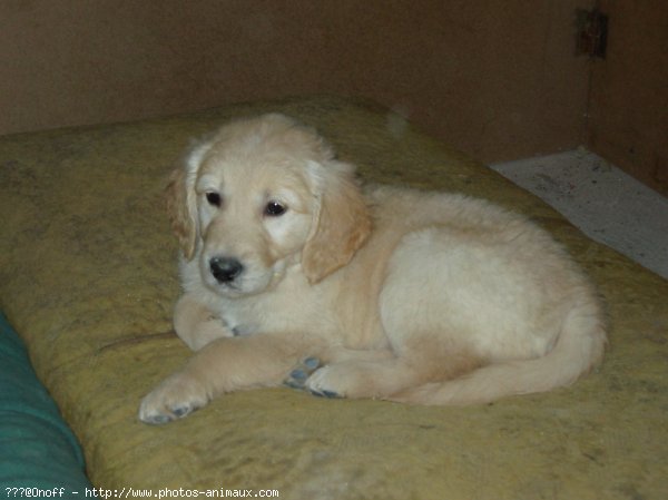 Photo de Golden retriever