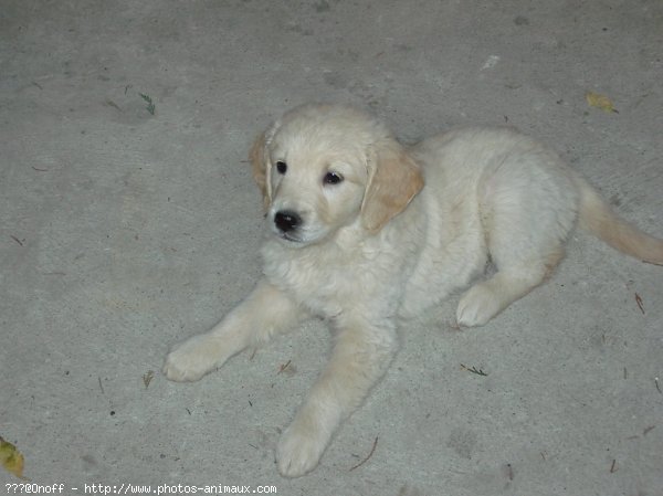 Photo de Golden retriever