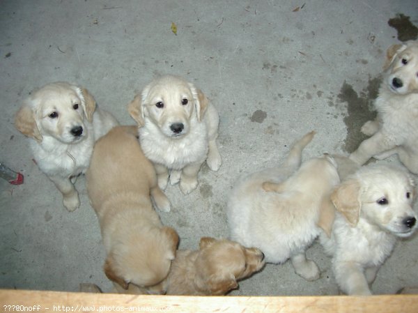 Photo de Golden retriever