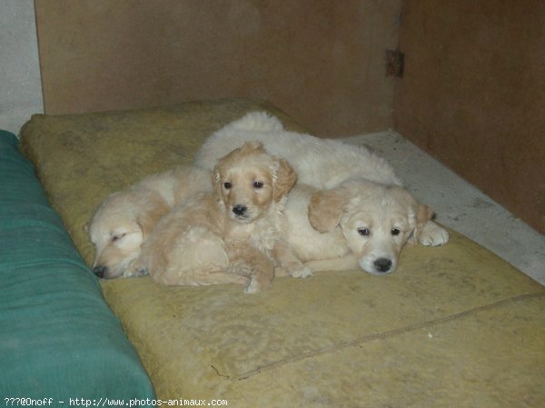 Photo de Golden retriever