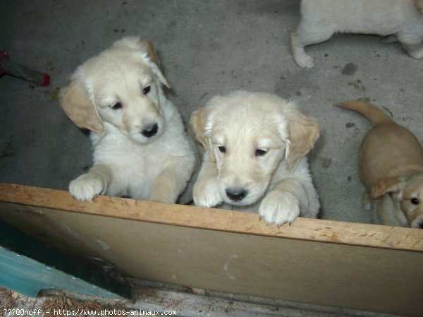 Photo de Golden retriever