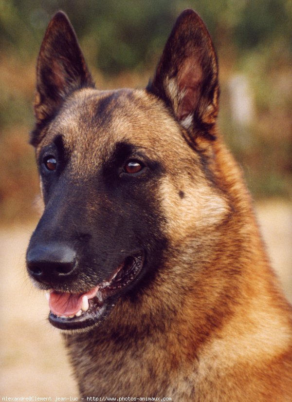 Photo de Berger belge malinois