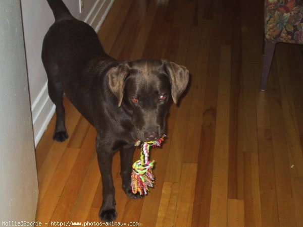 Photo de Labrador retriever