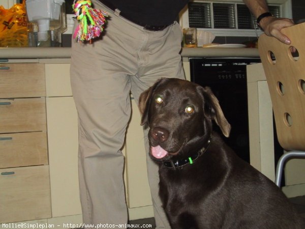 Photo de Labrador retriever