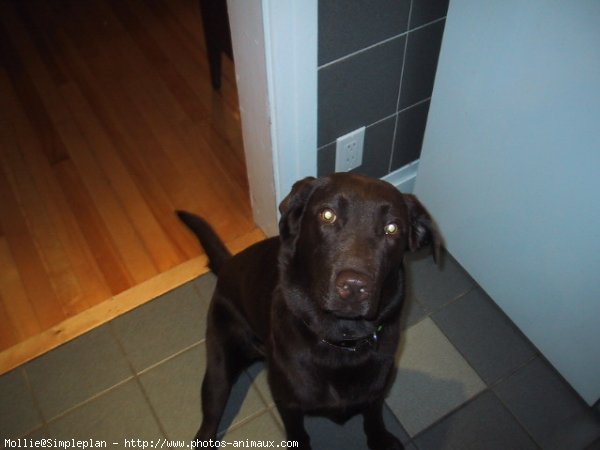 Photo de Labrador retriever