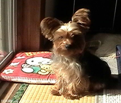 Photo de Yorkshire terrier