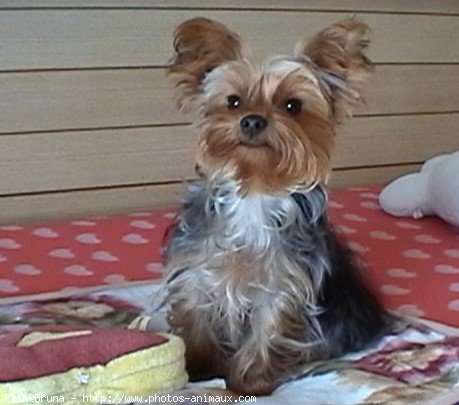 Photo de Yorkshire terrier