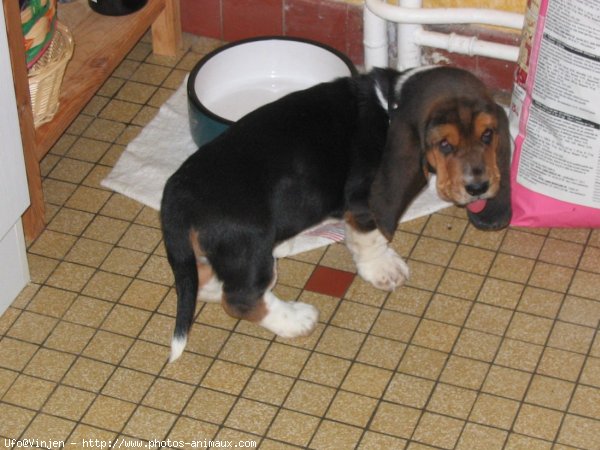 Photo de Basset hound