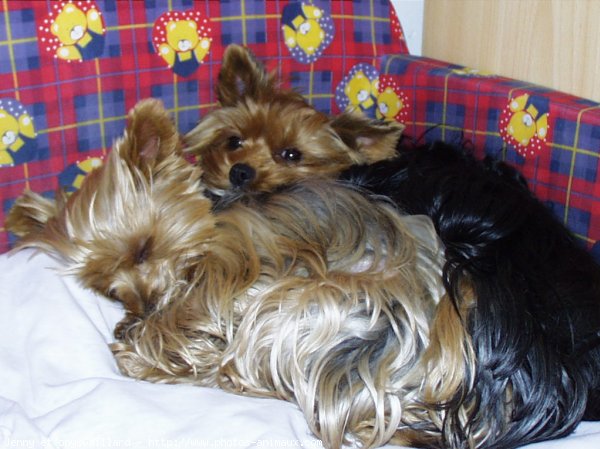 Photo de Yorkshire terrier