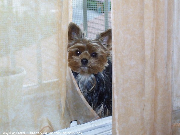 Photo de Yorkshire terrier