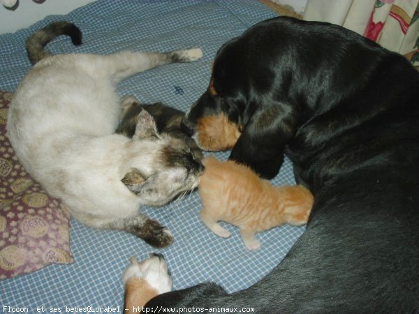 Photo de Races diffrentes