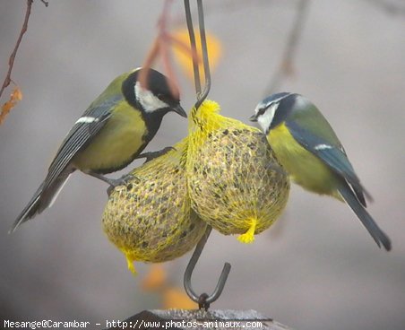 Photo de Msange charbonnire