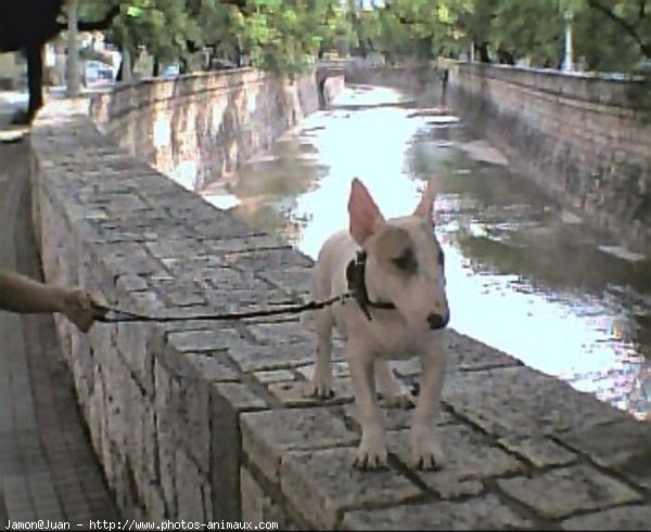 Photo de Bull terrier miniature