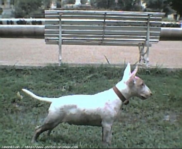 Photo de Bull terrier miniature