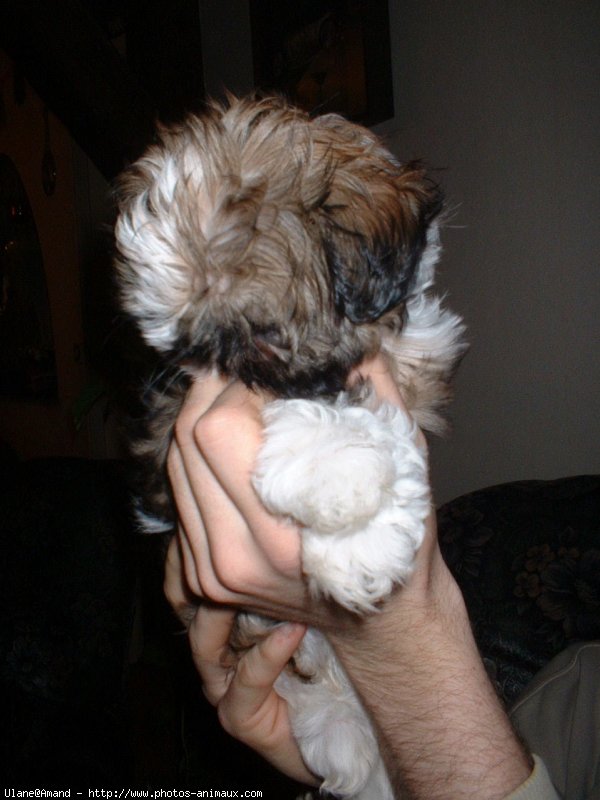 Photo de Shih tzu